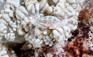 Raja Ampat 2019 - DSC07872_rc - Xenia swimming crab - Crabe nageur - Caphyra sp 1